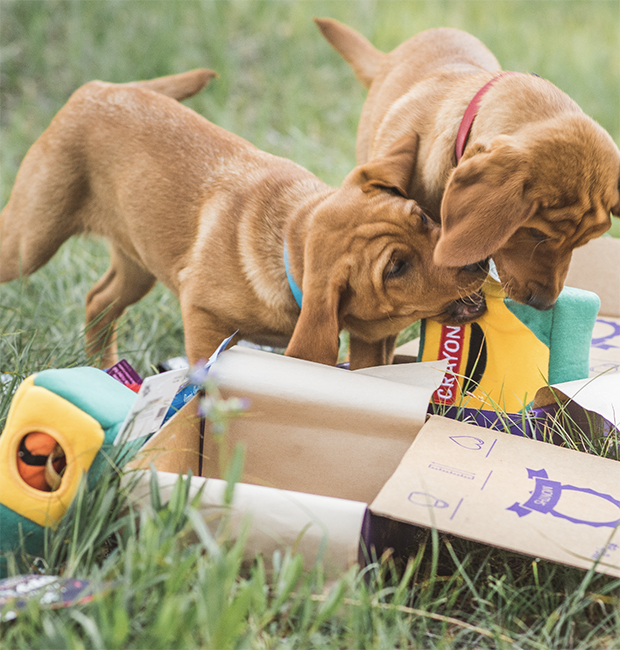Gift PupBox
