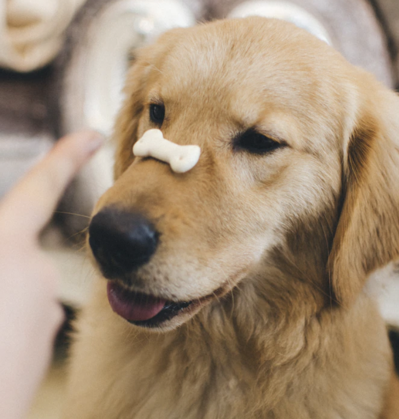 Treats and Chews